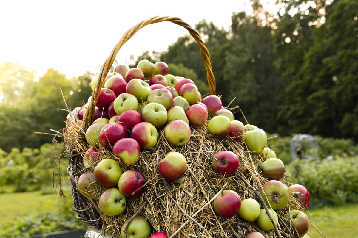 Un cesto di vimini straripa di mele rosse e verdi adagiate su paglia in un ambiente esterno verdeggiante sotto il sole.