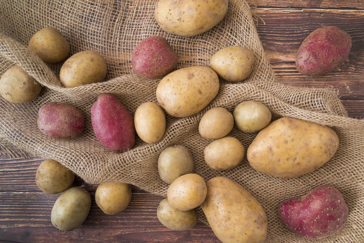 Limmagine mostra diverse patate di vari colori, sia chiare che rosse, sparse su un telo di iuta poggiato su una superficie di legno.