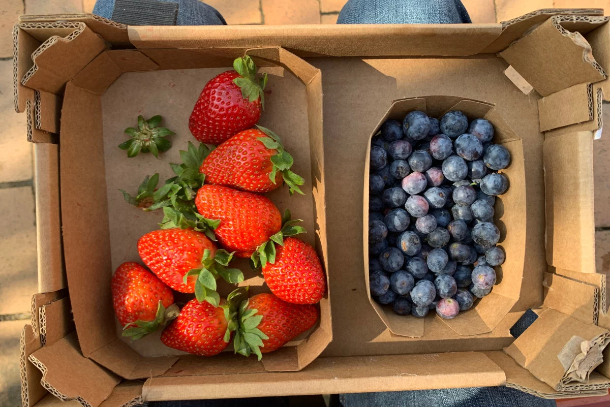 Una scatola di cartone divisa in due scomparti contiene fragole rosse e mirtilli blu, appoggiata sul grembo di una persona.