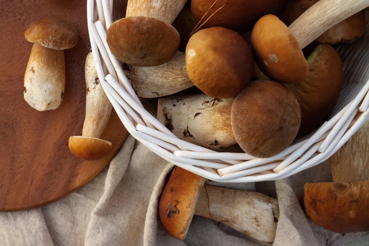 White wicker basket with boletus mushrooms. Top view