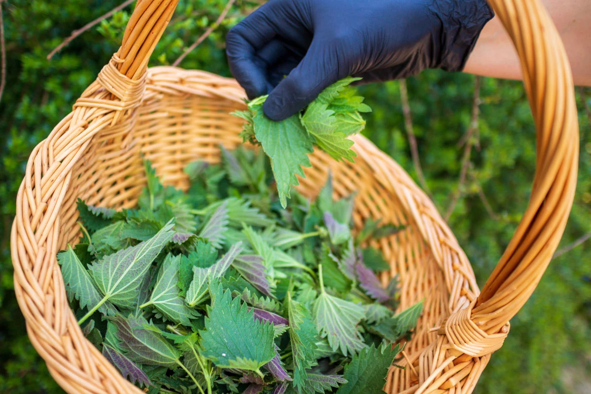 Una mano con un guanto nero sta aggiungendo foglie verdi, presumibilmente ortiche, a un cestino di vimini già pieno.